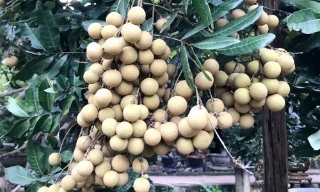 Bắc Ninh: Xuất khẩu gần 10 tấn nhãn tươi vào thị trường Úc